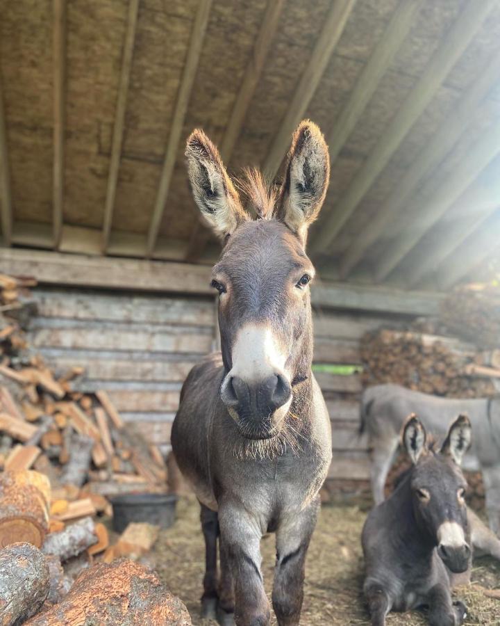 Sweetwater Lane Farm Villa Mount Currie Luaran gambar